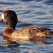 Greater Scaup